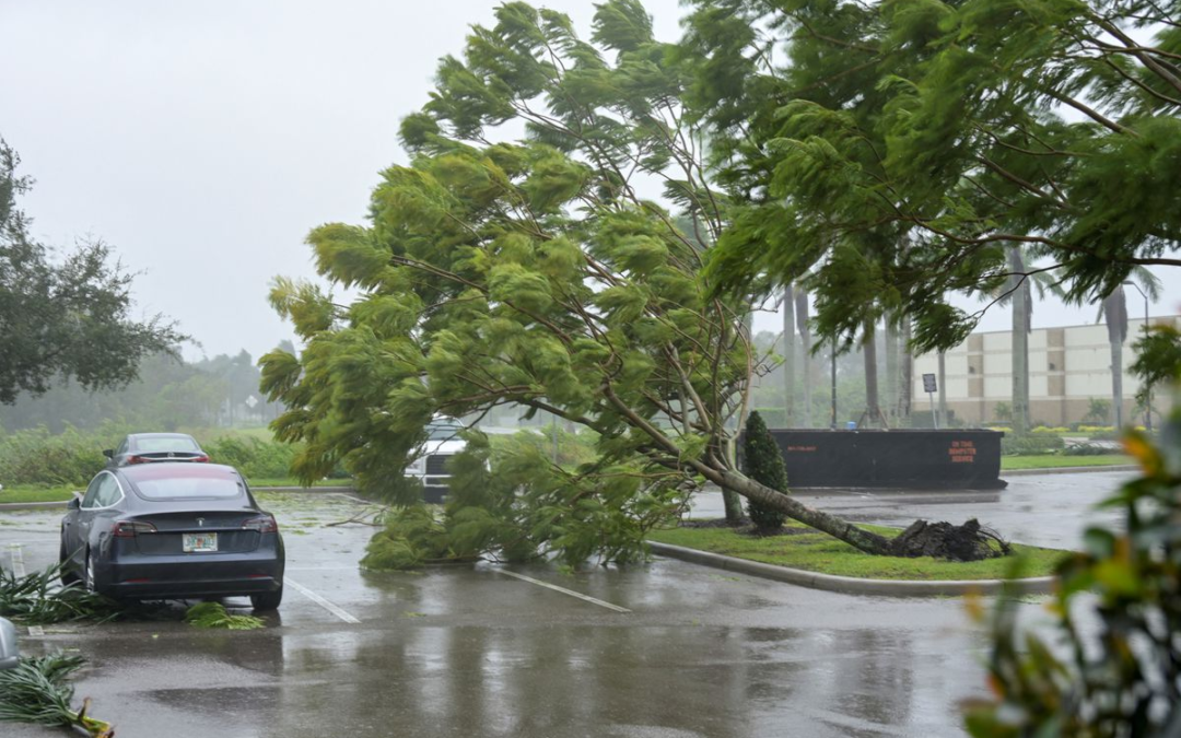 Handling Storm Damage: The Key to Effective Emergency Tree Services