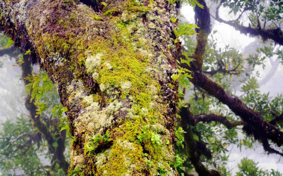 Identifying Tree Hazards: The Role of Tree Risk Assessment