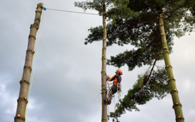 The Science of Arboriculture: Unveiling the Role of Arborists