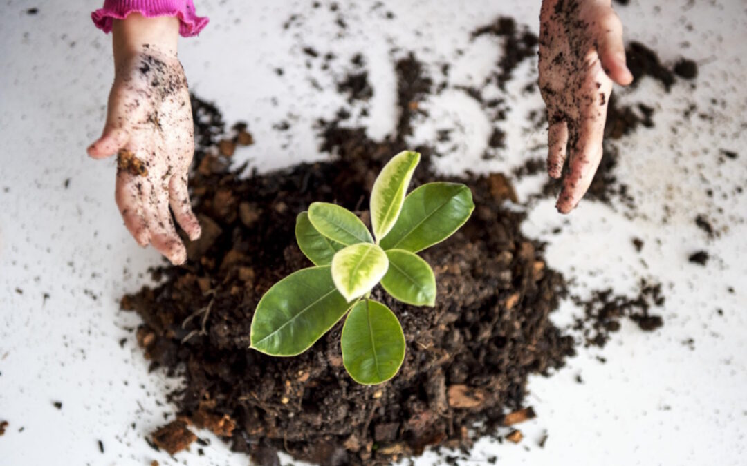 Tree Removal vs. Tree Preservation: Making Informed Decisions