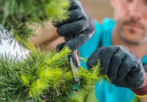 Certified Arborists: Why Professional Tree Care Matters