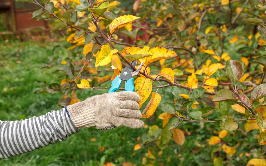 Mastering the Art of Tree Trimming: Balancing Aesthetics and Health