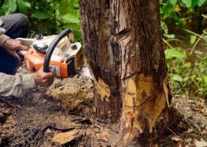 A Step-by-Step Guide to Safe and Effective Tree Removal