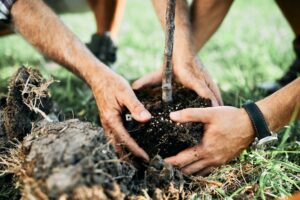 The Environmental Benefits of Tree Planting and Preservation