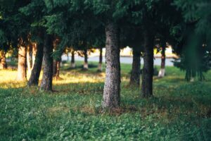 How to Maintain Healthy Trees: Essential Tips for Tree Care