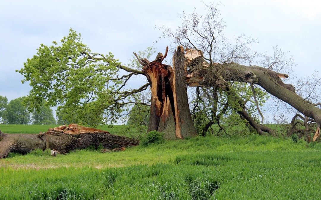 Unveiling Tree Risks: The Importance of Professional Assessment