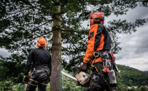 The Role of Arborists in Urban Forestry and Tree Management